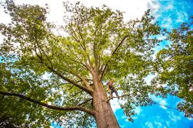 Best Firewood Processing and Delivery  in Crane, TX